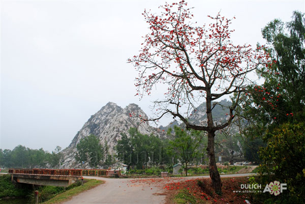 Cây thân gỗ, cay than go, cây công trình, cay cong trinh, cây ngoại thất, cay ngoai that